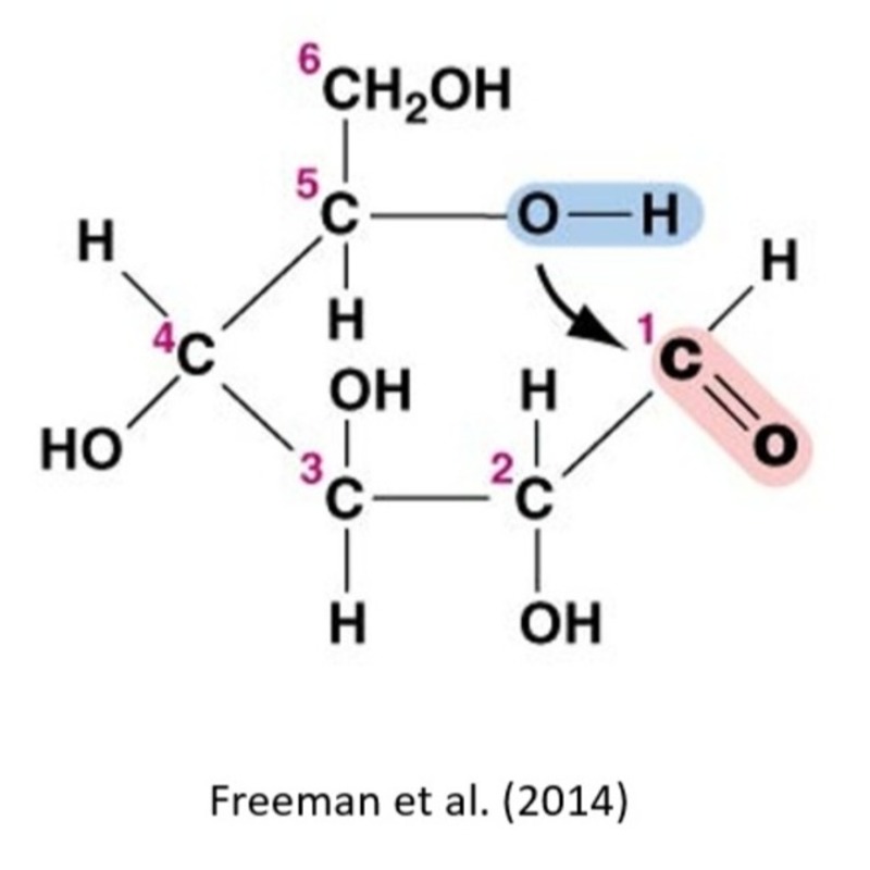 Glucose, Glucose Noteflight Community