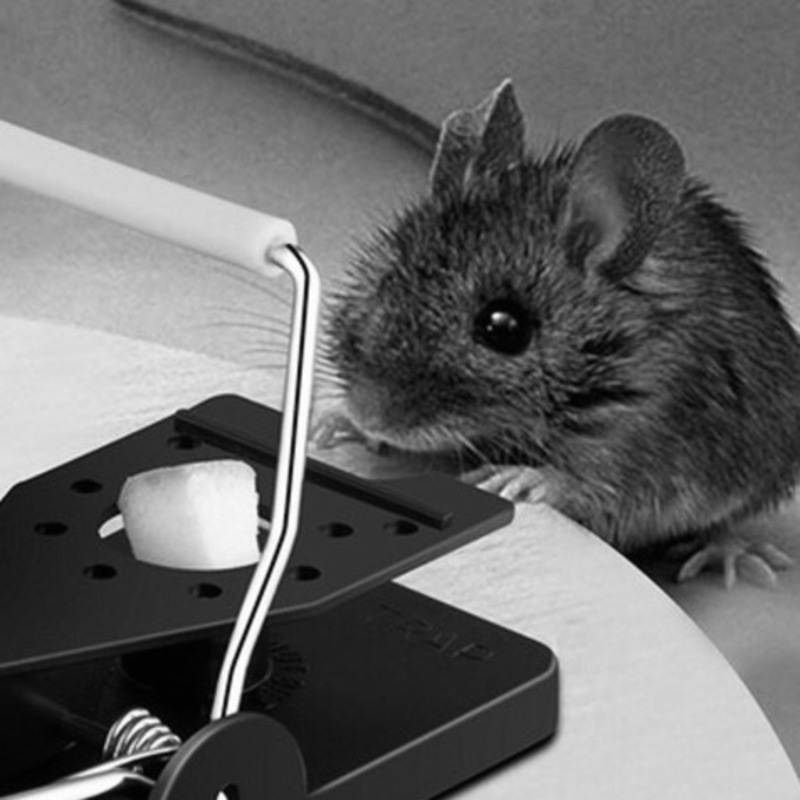 [Trap] - Mouse Trap Free Sheet Music by Pbayley9 for Various ...