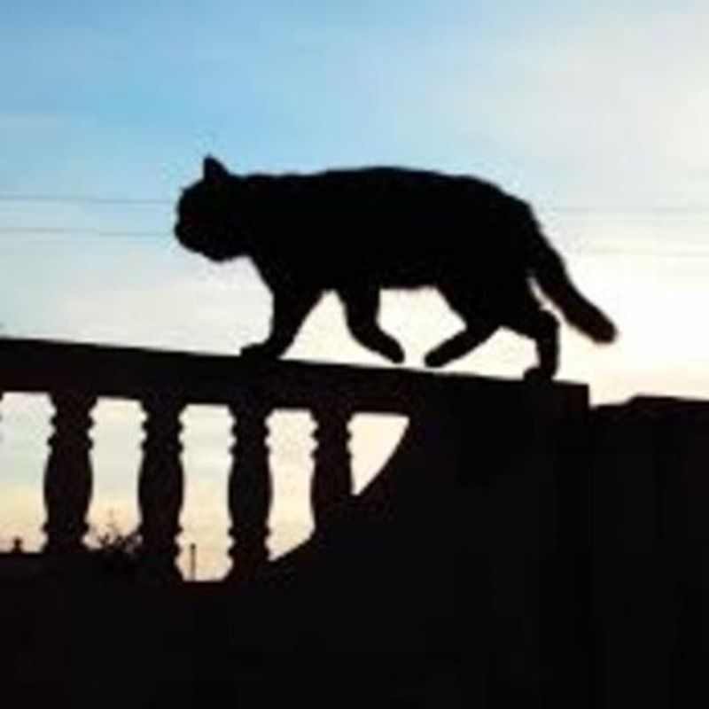 The Cat Came Back Guitar Lesson Chord Chart In Em Wit vrogue.co