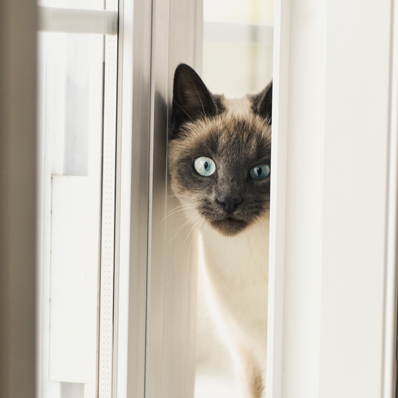 We are siamese if you please free sheet music by rowanm12 for small