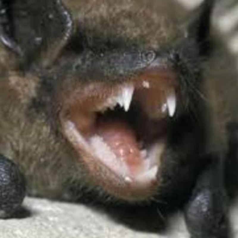 Bat timeout. Bat dung. bat land. bat-may. nietoperz.