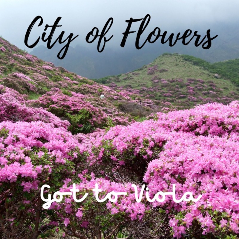City of Flowers Free Sheet Music by Got to Viola for Small Ensemble