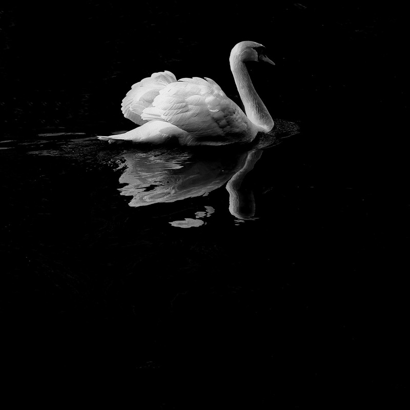 The silver swan free sheet music by paul william stewart for choral