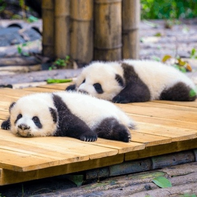 Learning pandas. Счастливая Панда.