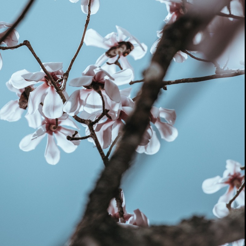 The Last Blossoms of Autumn