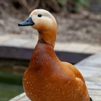 Duck's Theme (abridged)